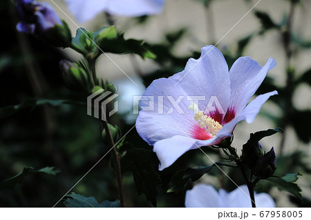 無窮花 韓国国花 木槿 むくげの写真素材