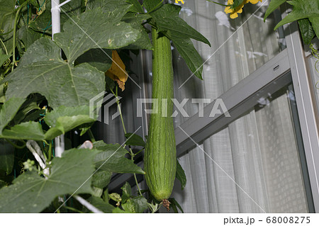 緑のカーテン 日よけ 日除け ヘチマの写真素材