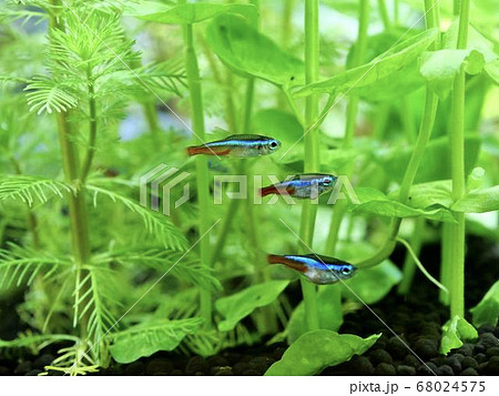 小型カラシンの写真素材