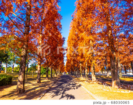 鶴見緑地 花博記念公園 公園 紅葉の写真素材