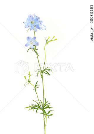 花 デルフィニウム 水色 植物の写真素材