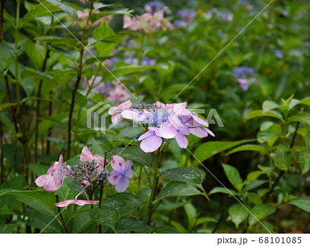東京サマーランドのあじさい園 わんダフルネイチャービレッジ の写真素材
