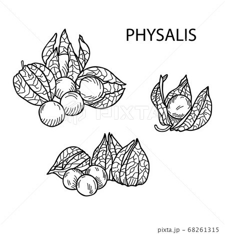 ホオズキのイラスト素材