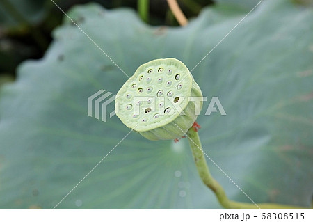 植物 蓮 葉っぱ 葉の写真素材