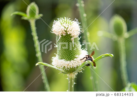 タワシの花の写真素材