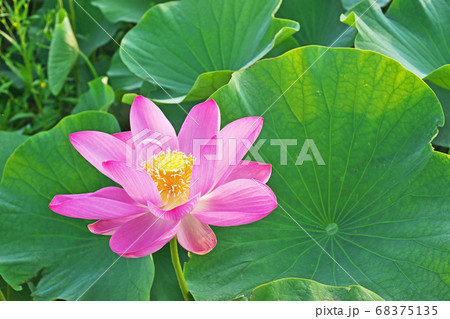 蓮 花 雄しべ 花托の写真素材 - PIXTA