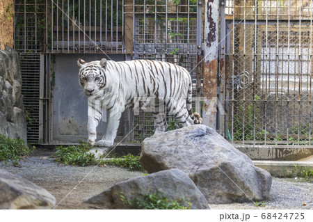 白ヒョウの写真素材