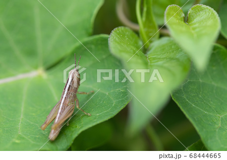 コバネイナゴの幼虫 褐色型 の写真素材