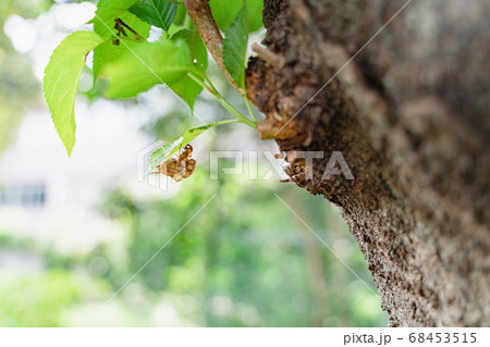 セミ 蝉 アブラゼミ かわいいの写真素材