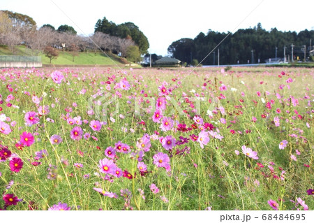 コスモス コスモス畑 希望ヶ丘公園 小美玉市の写真素材