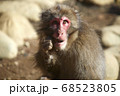 イケメンな猿の写真素材