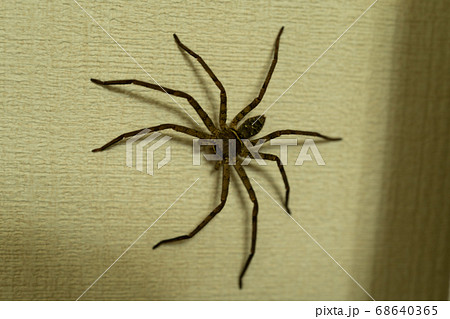 足長蜘蛛の写真素材