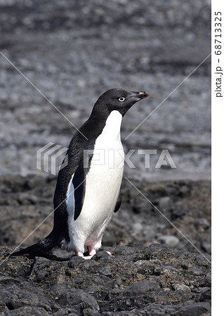 動物 鳥の写真素材