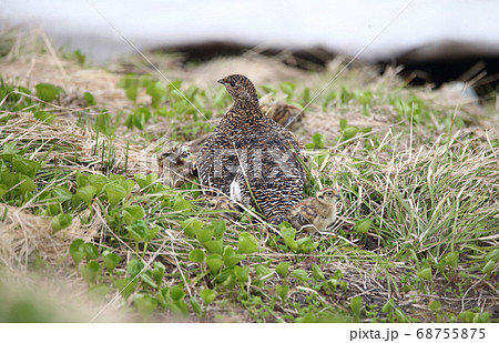 ライチョウ かわいいの写真素材