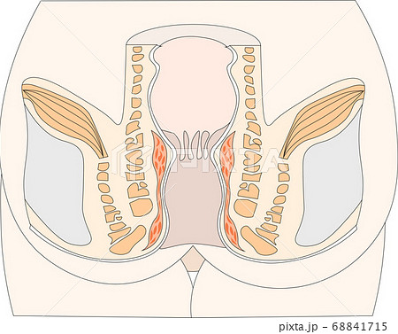肛門挙筋の写真素材
