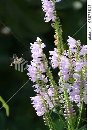 トラノオ 紫色の花の写真素材