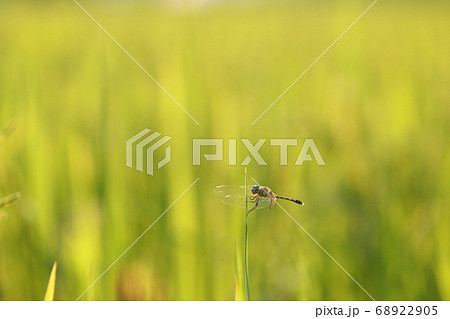 トンボのいる風景の写真素材