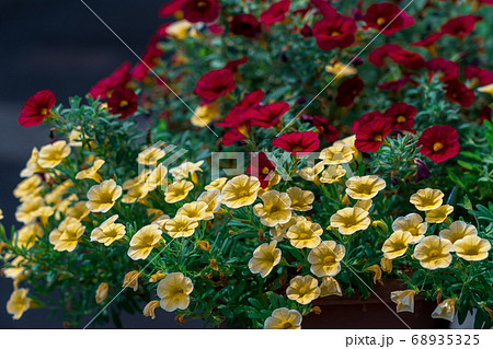 寄せ植え 花 夏 黄色い花の写真素材