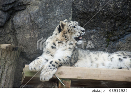 雪豹 ユキヒョウ 横顔 絶滅危惧種の写真素材 - PIXTA