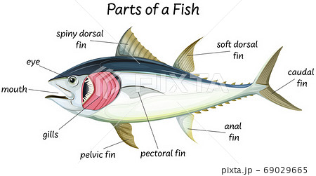 人体 解剖学 サカナ 魚のイラスト素材