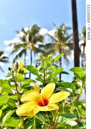 ハワイ 花の写真素材