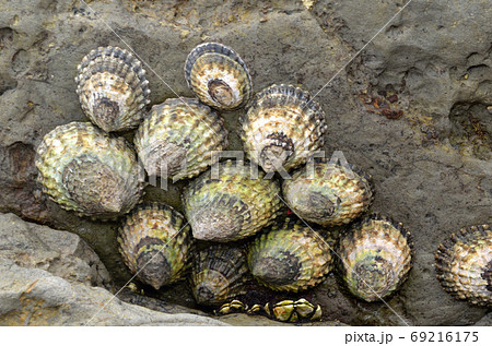 岩場 貝 生物 岩礁の写真素材