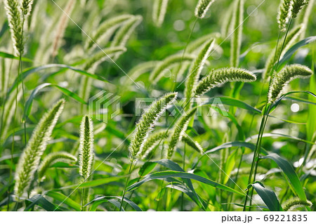 穂 エノコログサ 猫じゃらし 草の写真素材