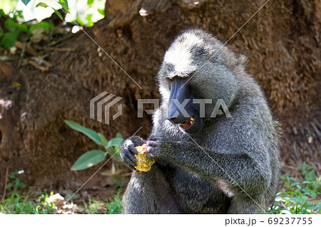 猿 動物 ドリル サルの写真素材