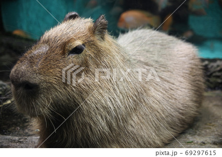 鳥羽水族館の写真素材