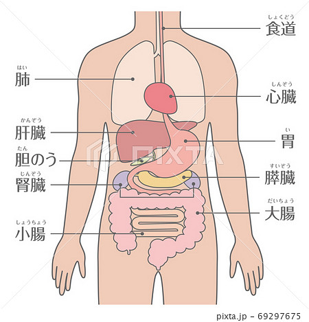 胃 人体解剖図 消化器 臓器のイラスト素材