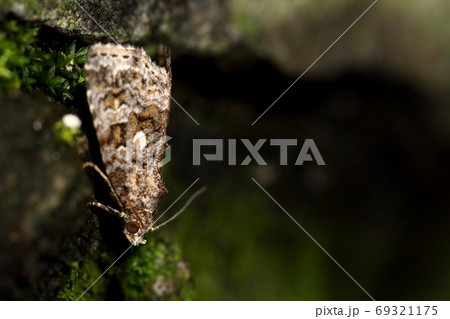 生き物 昆虫 シロマダラコヤガ 濃淡の茶色に黒の波形 ワンポイントの白い紋が目立つの写真素材