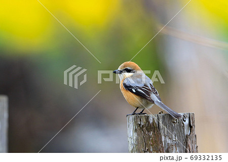 モズ かわいいの写真素材