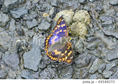 蝶 コムラサキ チョウ 昆虫の写真素材