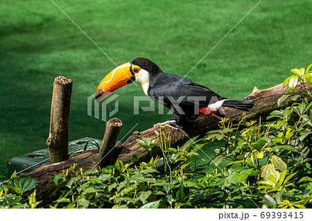 鳥 オオハシ 動物 野鳥の写真素材