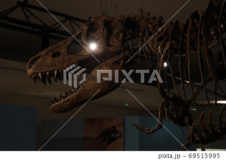 恐竜の写真素材集 ピクスタ