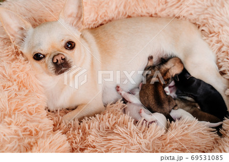 ちわわ チワワ 生まれたて こいぬの写真素材