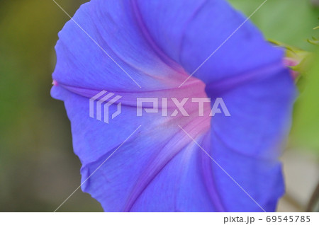 宿根朝顔の写真素材
