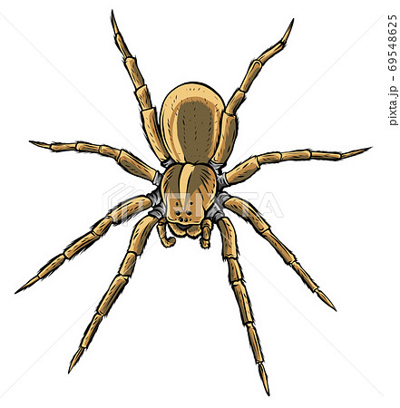 Various Spider Species Poses Cartoon Vector Illustration Stock Vector -  Illustration of cellar, halloween: 161254054