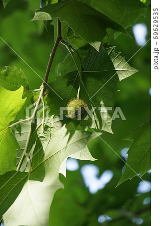 プラタナス 葉 植物の写真素材