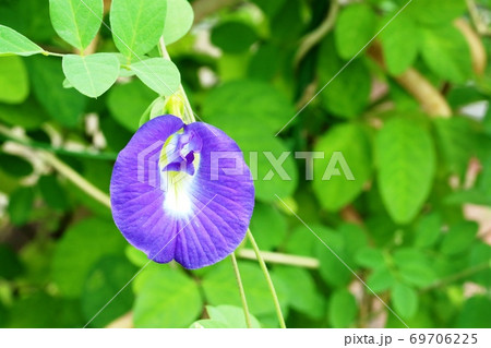 青色鮮やかなチョウマメ 蝶豆 の花の写真素材