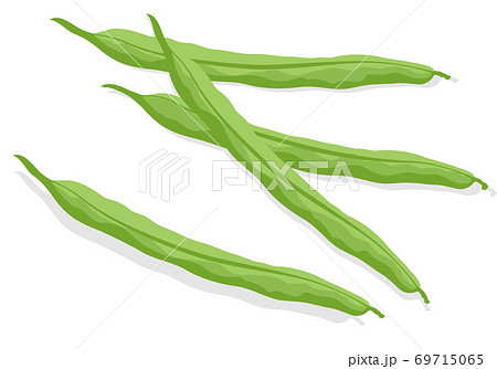 いんげんのイラスト素材