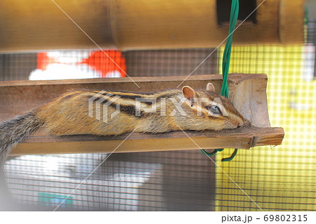 りす リス 親子 可愛いの写真素材