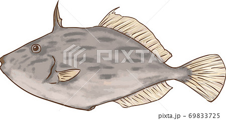 カワハギのイラスト素材