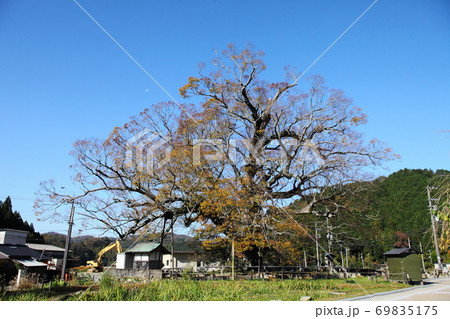 木 古木 欅の古木 植物の写真素材 - PIXTA
