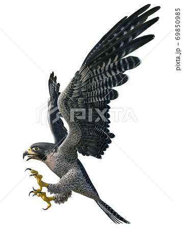 鷹のイラスト素材