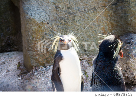 ペンギン イワトビペンギン アップ 顔の写真素材