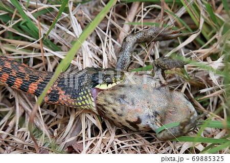 ヤマカガシの写真素材