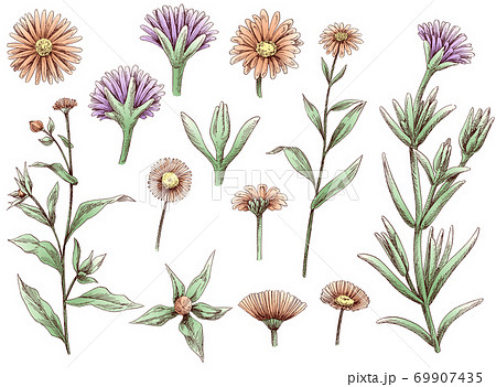 マツバギクのイラスト素材