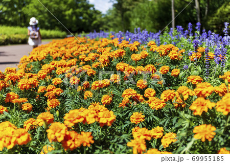 マリーゴールド 花 植物 満開の写真素材