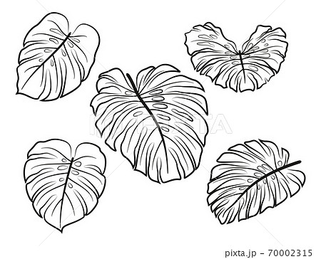 サトイモ 里芋 葉 葉っぱのイラスト素材